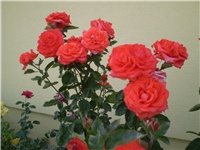 c4edb450-Picture 305.jpg